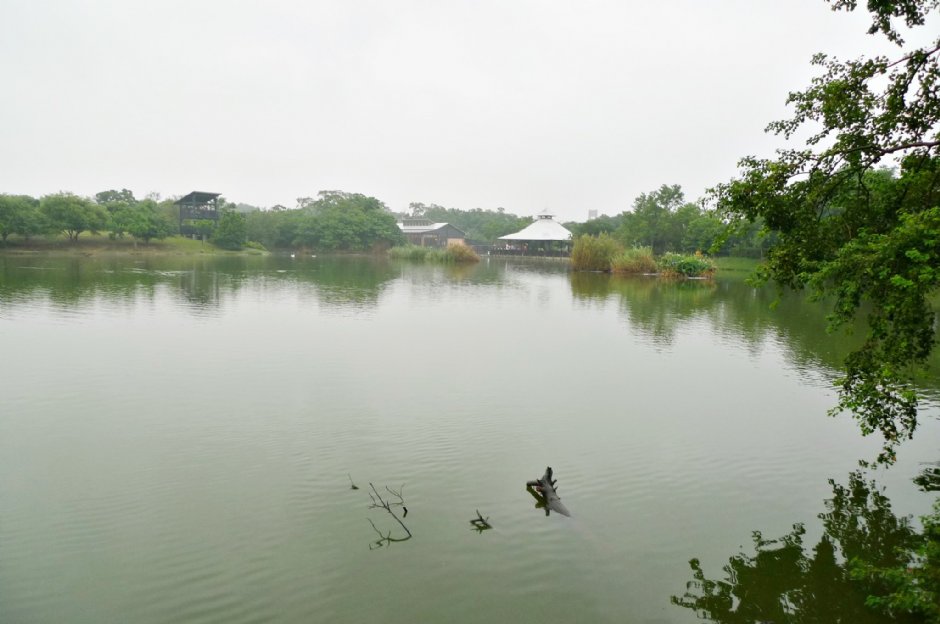 八德埤塘生態公園 攝影：Eva隨手拍