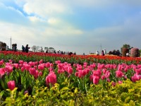花海<br/> 攝影：中社觀光花市