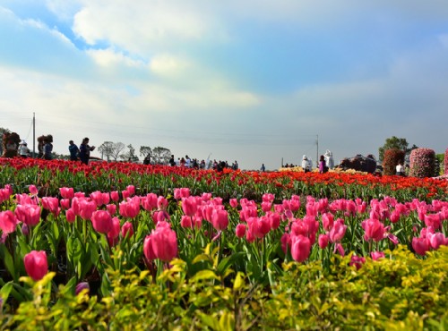 中社觀光花市