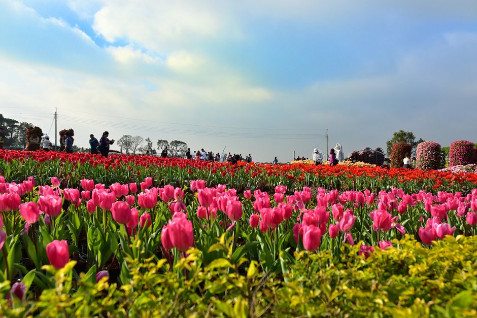 花海 攝影：中社觀光花市