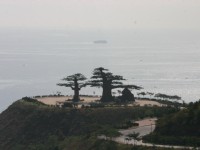 大連濱海公路的人造松<br/> 攝影：馮順