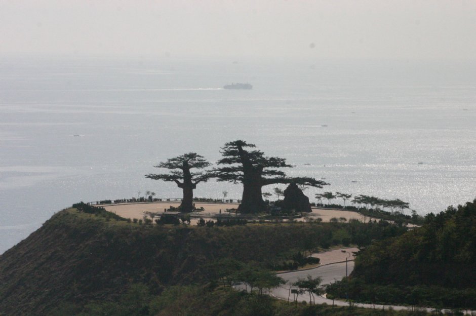大連濱海公路的人造松 攝影：馮順