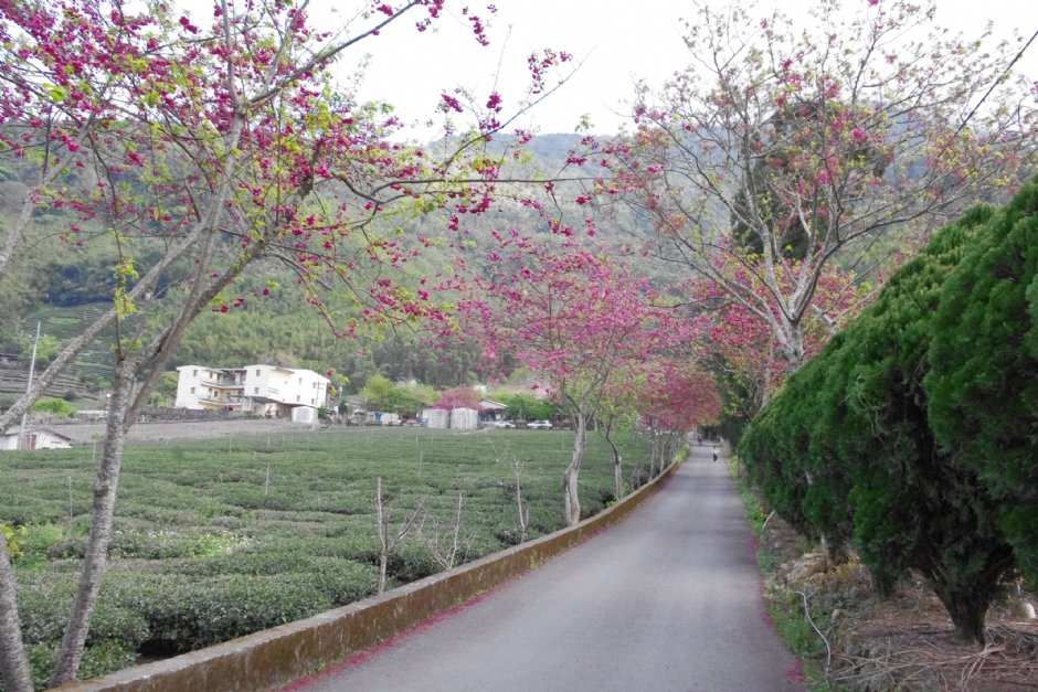 草坪頭玉山觀光茶園 攝影：Eva隨手拍