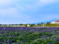 花海<br/> 攝影：中社觀光花市