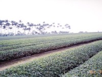 八卦山青山茶園一景<br/> 攝影：南投縣政府