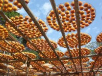 陽光下的柿餅<br/> 攝影：陳美吟