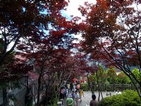 紅葉美景<br/> 攝影：amo