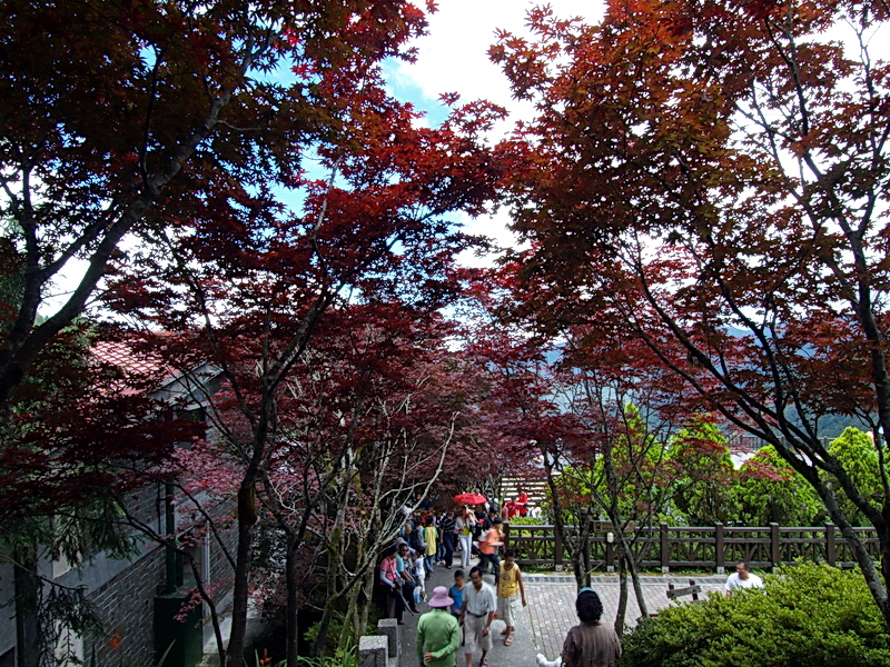 紅葉美景 攝影：amo