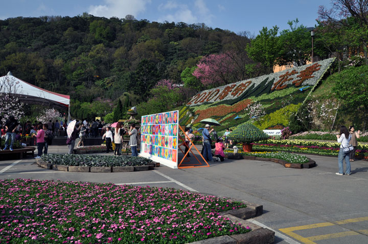 2010陽明山櫻花季 攝影：amo
