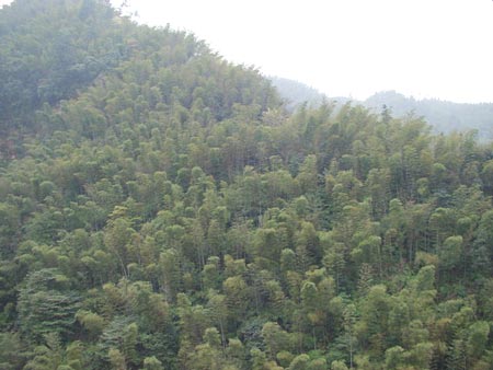 蜀南竹海-05 攝影：四川旅遊信息網