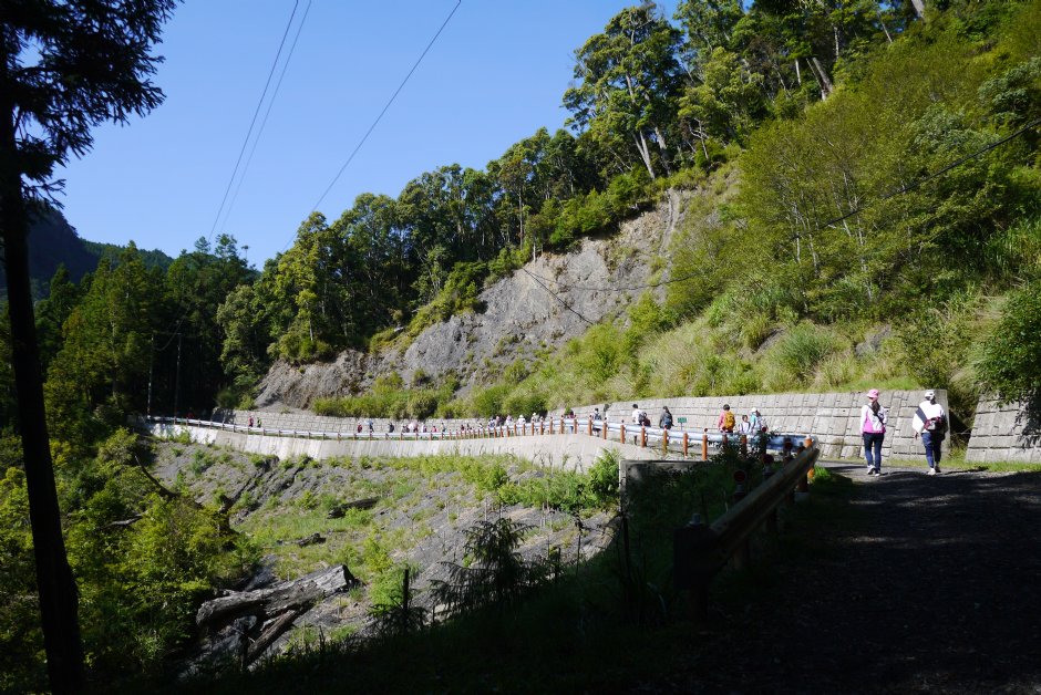 201507觀霧榛山步道 攝影：旅遊王攝影組