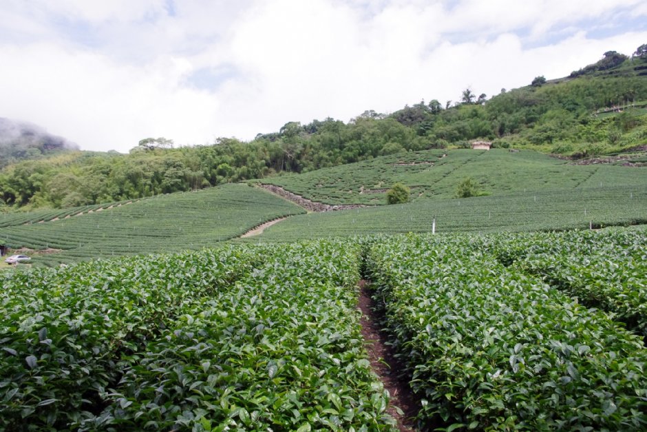 鄒族文化部落旁茶園 攝影：Eva隨手拍