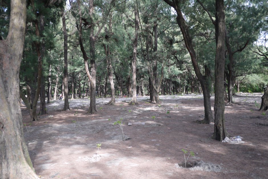 海濱秋茂園 攝影：三井