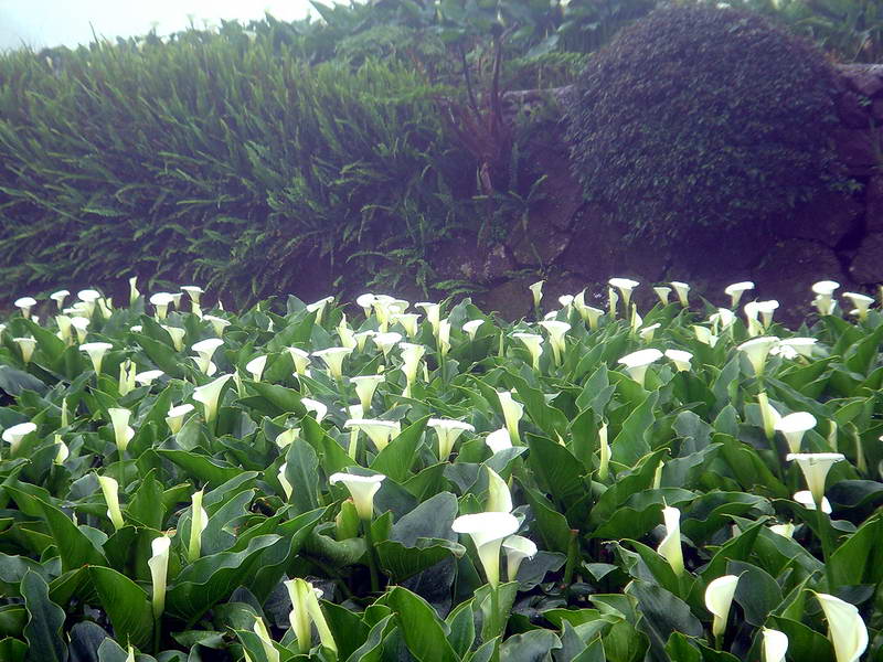 田埂邊的海芋 攝影：陳美吟