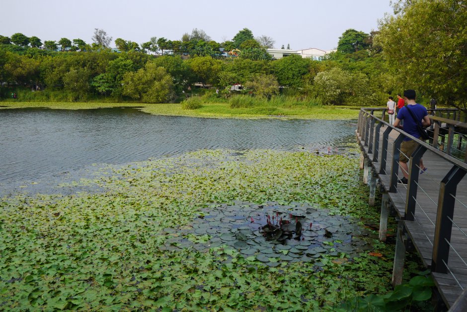鳥松濕地公園 攝影：三井