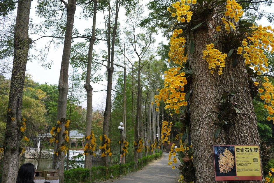 南元花園休閒農場黃金石斛蘭道 攝影：三井