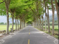 鹿野龍田自行車道<br/> 攝影：Eva隨手拍