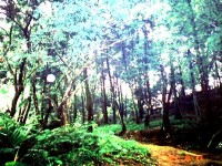 肖楠巨林群一景<br/> 攝影：南投縣政府