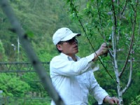 修剪杏花樹<br/> 攝影：小管