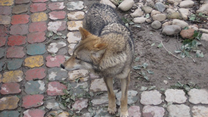 上海動物園 攝影：Crystal