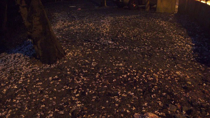 金色地毯(夜拍桐花) 攝影：xcatx