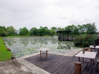 蓮城蓮花園<br/> 攝影：Eva隨手拍