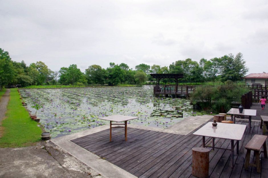 蓮城蓮花園 攝影：Eva隨手拍