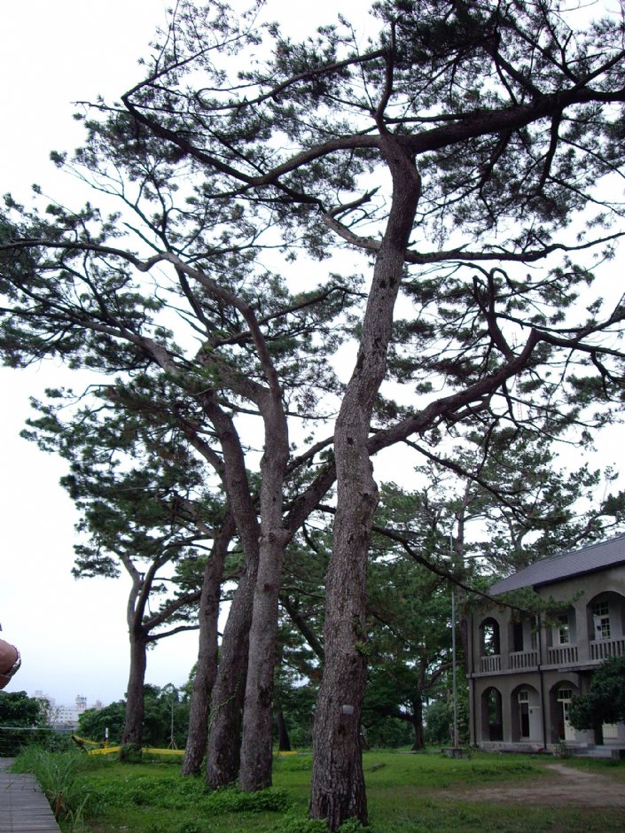 松園別館 攝影：Eva隨手拍