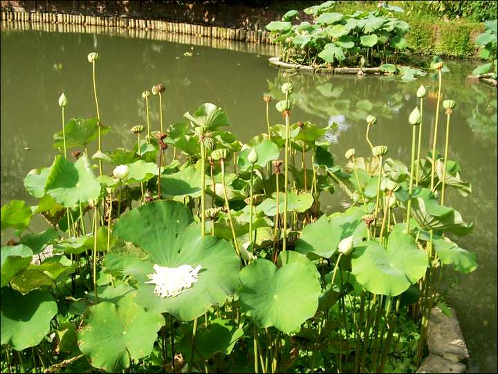 荷花池 攝影：Eva隨手拍