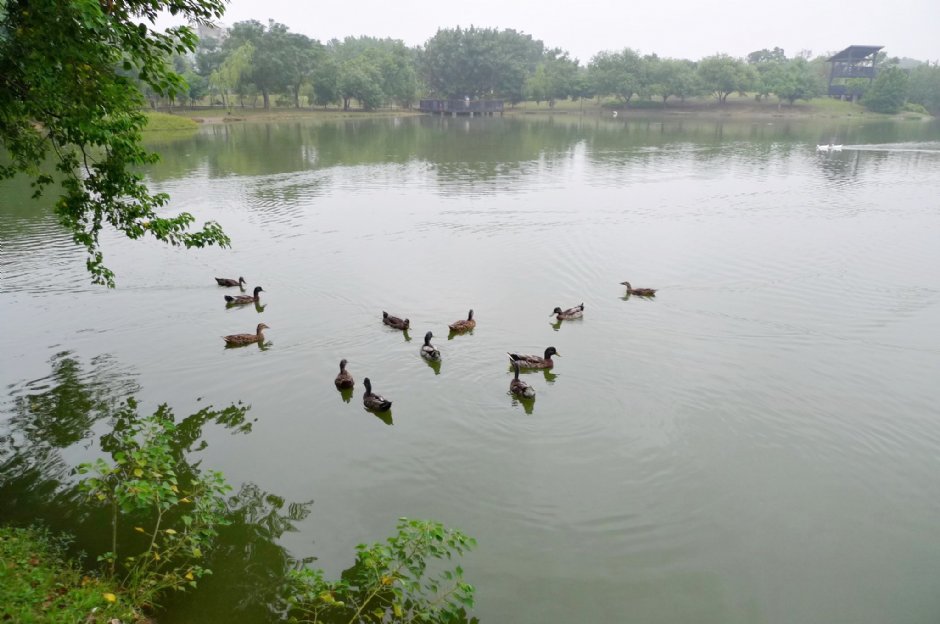 八德埤塘生態公園 攝影：Eva隨手拍