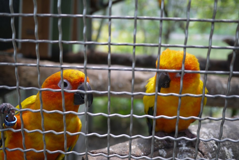 南元花園休閒農場鳥園 攝影：三井