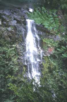 鼎湖山國家森林公園-3 攝影：沈兆樑