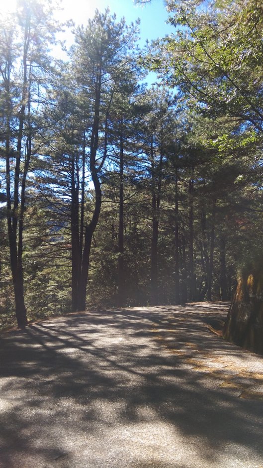 大雪山國家森林遊樂區 攝影：晏伶
