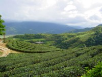 玉蘭茶園一景<br/> 攝影：小管