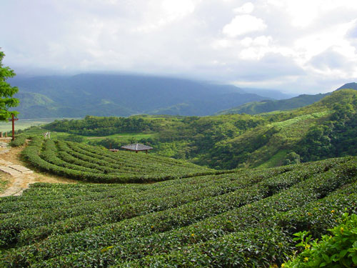 玉蘭茶園一景 攝影：小管