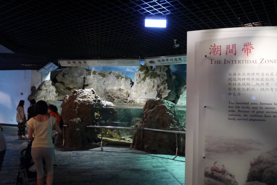 台灣水域館-岩岸潮間帶 攝影：三井