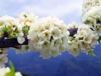烏松崙百花盛開<br/> 攝影：Eva隨手拍