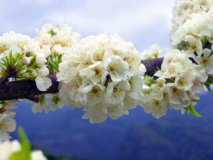 烏松崙百花盛開 攝影：Eva隨手拍