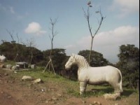 小石馬與藍天<br/> 攝影：郭香妙