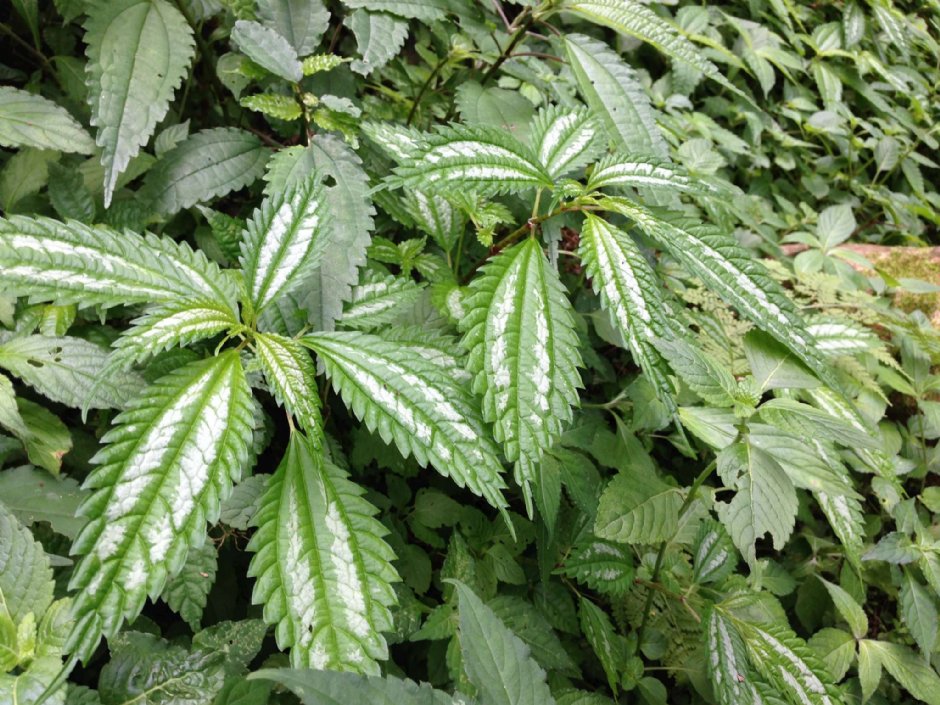 棲蘭神木園 攝影：陳皮梅