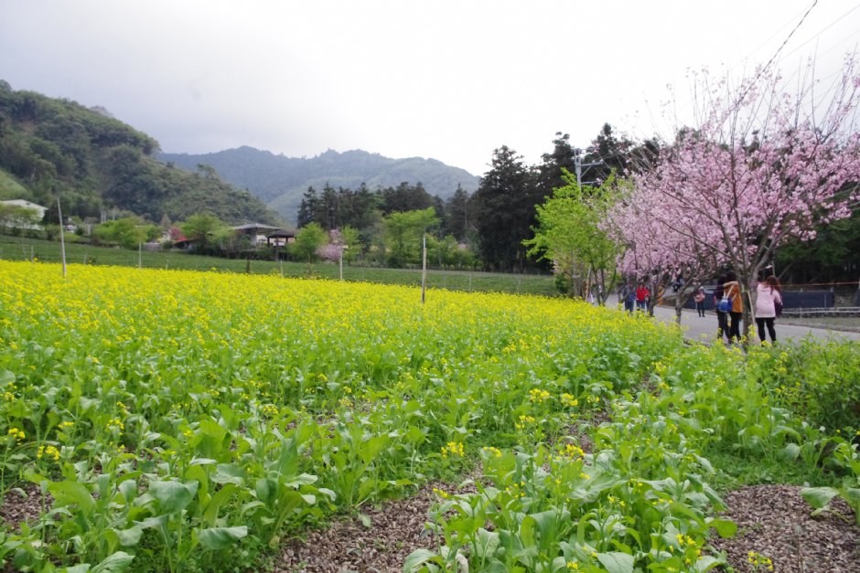 草坪頭玉山觀光茶園 攝影：Eva隨手拍