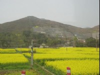 油菜花田-04<br/> 攝影：星盟旅行社