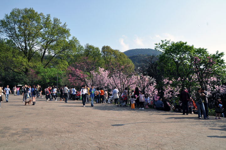 2010陽明山櫻花季 攝影：amo