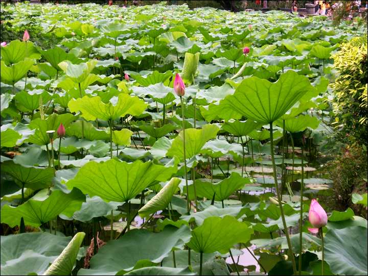荷花池 攝影：Eva隨手拍