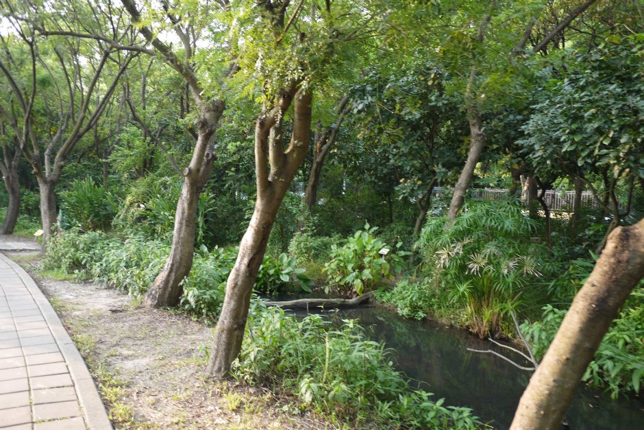 鳥松濕地公園 攝影：三井