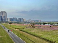美堤河濱公園(2021年花海)<br/> 攝影：Eva隨手拍