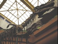恐龍博物館-06<br/> 攝影：四川旅遊信息網