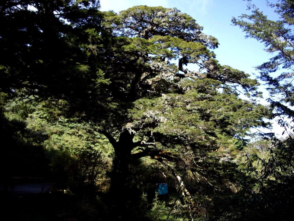 楠梓仙溪林道的大鐵杉 攝影：老山羊資訊網