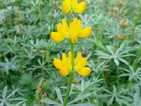魯冰花盛開<br/> 攝影：Eva隨手拍
