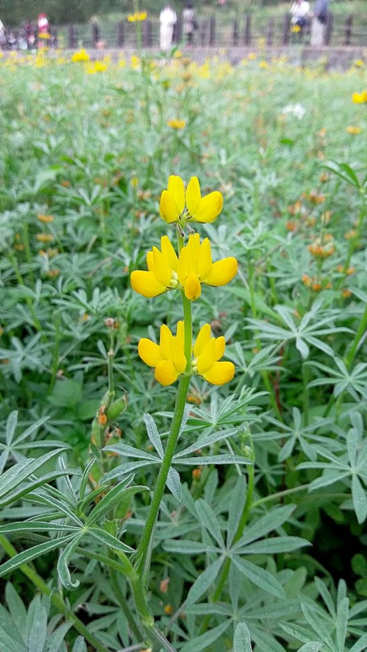 魯冰花盛開 攝影：Eva隨手拍